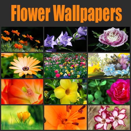 Flower Wallpapers
