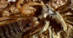 Animal Planet:  - / Monster bug wars (2011) SATRip